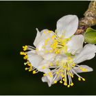 Obstbaumblüte