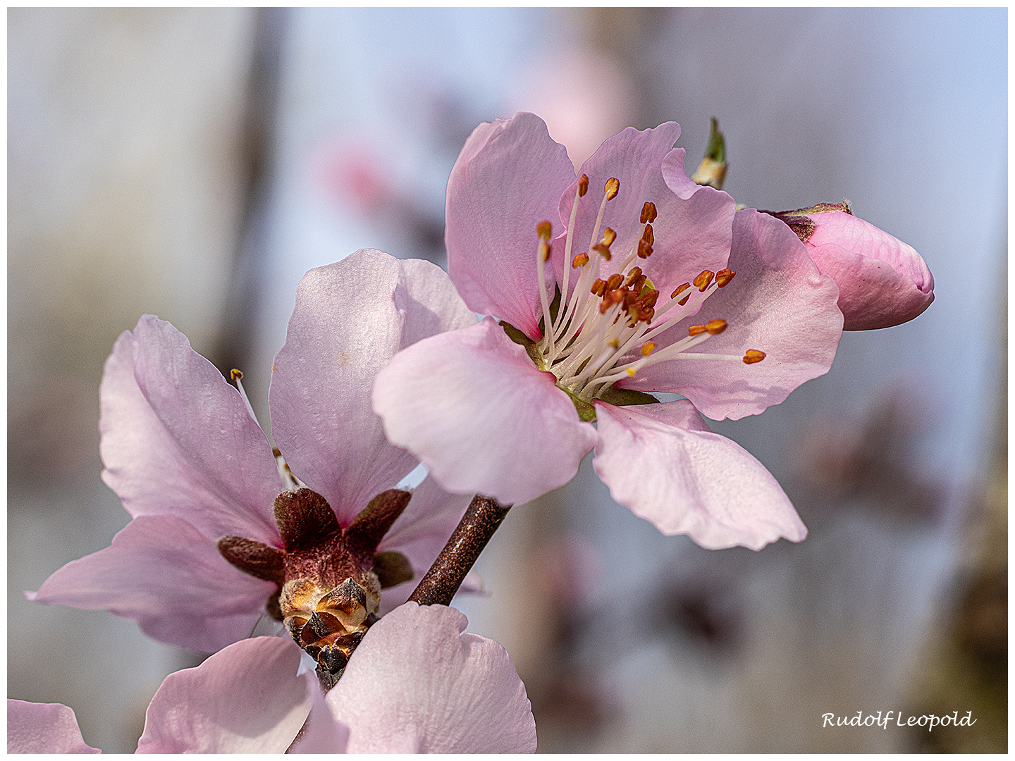 Obstbaumblüte