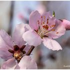 Obstbaumblüte