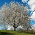 Obstbaumblüte