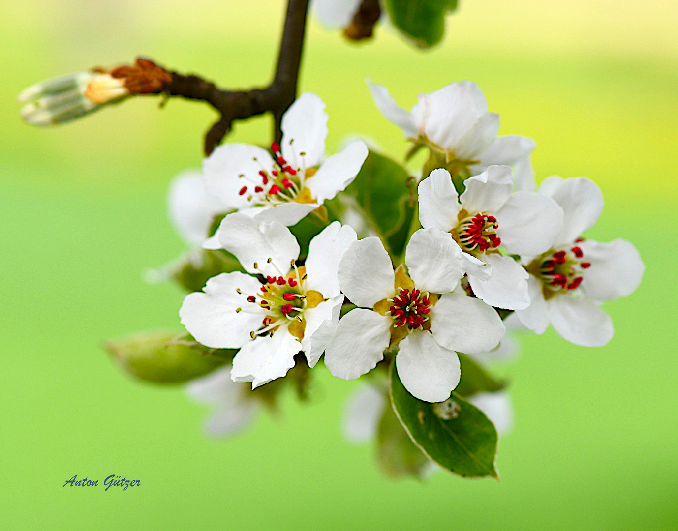 Obstbaumblüte