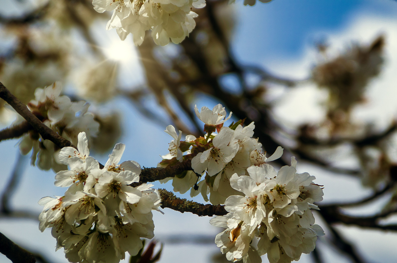 Obstbaumblüte II