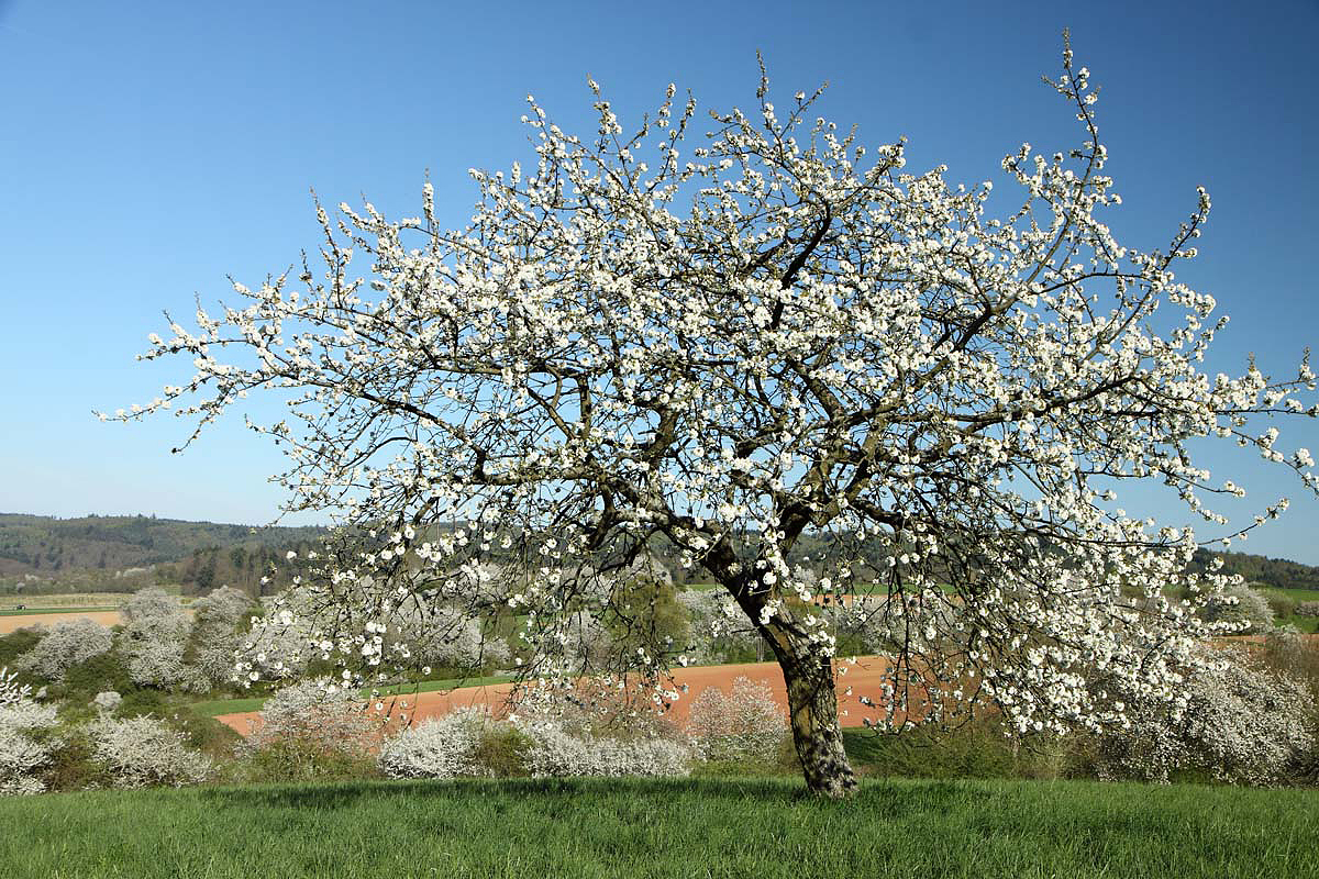 Obstbaumblüte im Büdinger Land