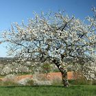 Obstbaumblüte im Büdinger Land