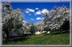 Obstbaumblüte im Ennstal