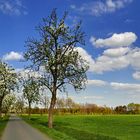 Obstbaumblüte im Münsterland