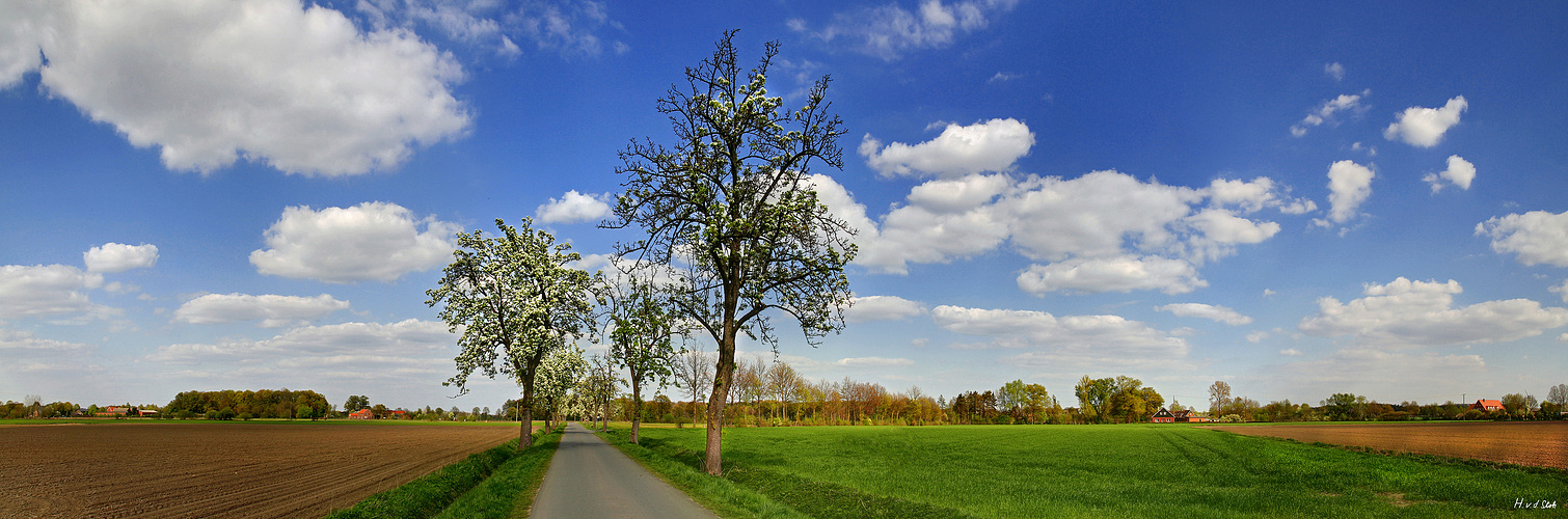 Obstbaumblüte im Münsterland