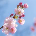 Obstbaumblüte im Sonnenschein