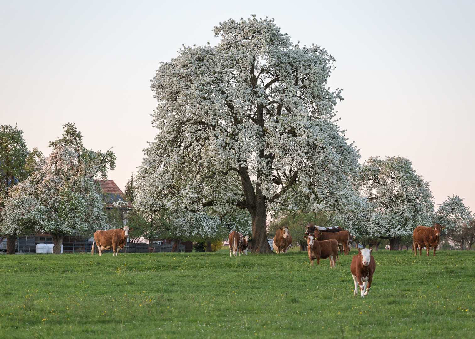 Obstbaumblüte im Thurgau
