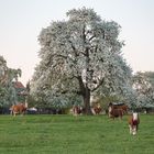 Obstbaumblüte im Thurgau