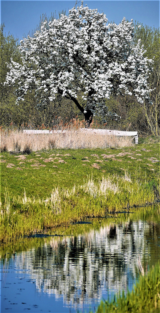 Obstbaumblüte in den Rieselfeldern