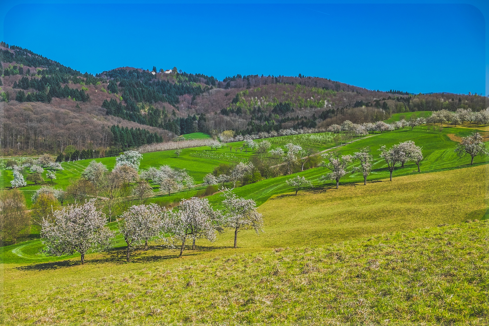 Obstbaumblüte mit Blick auf Schloß Bürgeln