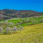 Obstbaumblüte mit Blick auf Schloß Bürgeln