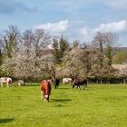 Obstbaumblüte und glückliche Kühe