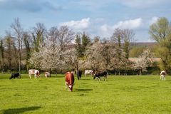 Obstbaumblüte und glückliche Kühe