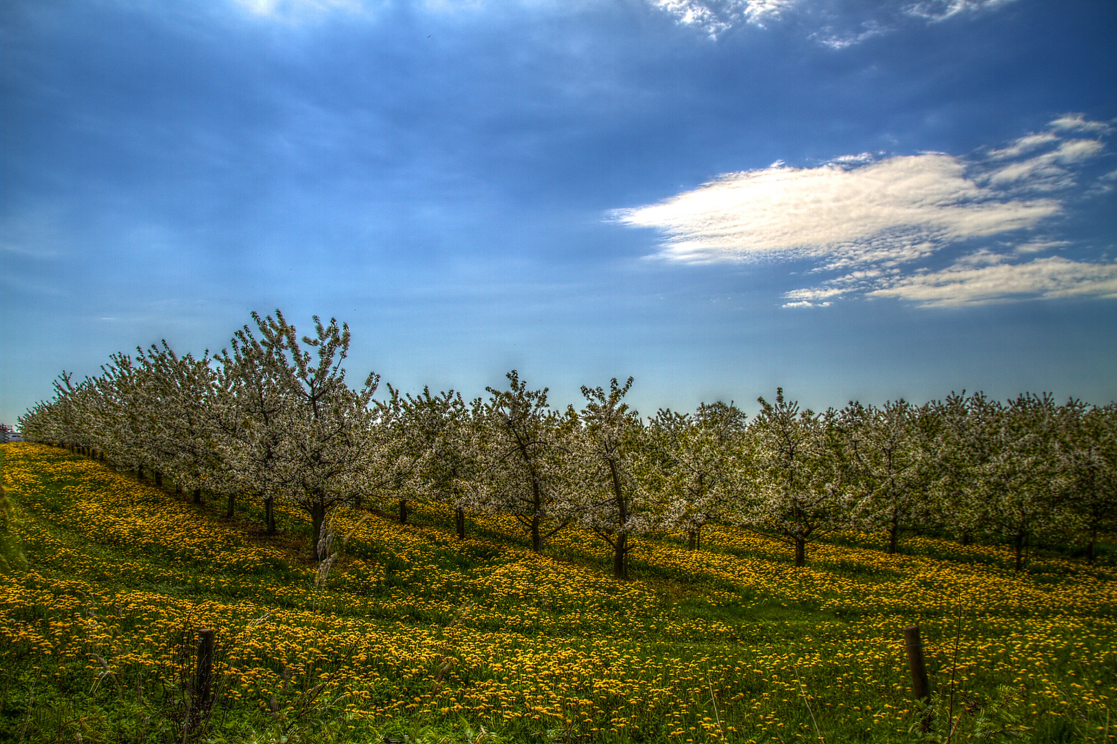 Obstbaumblüte und Löwenzahnblüte