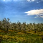 Obstbaumblüte und Löwenzahnblüte