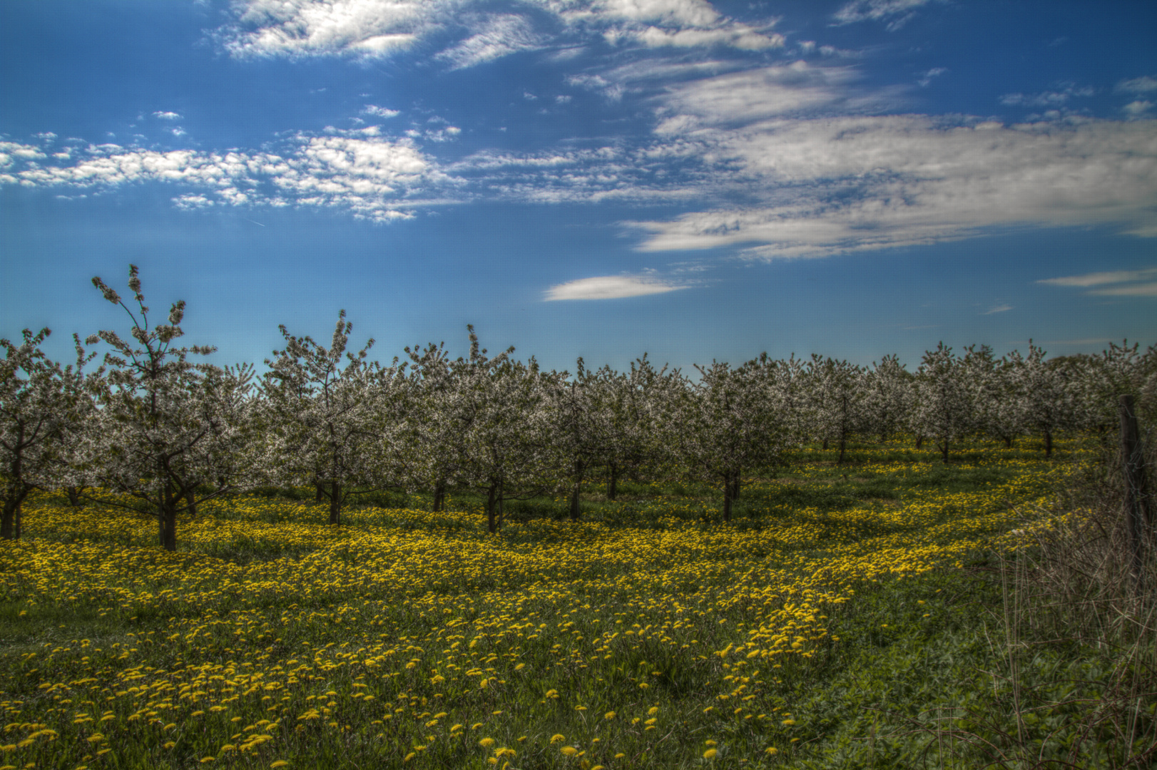 Obstbaumblüte und Löwenzahnblüte II