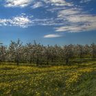 Obstbaumblüte und Löwenzahnblüte II