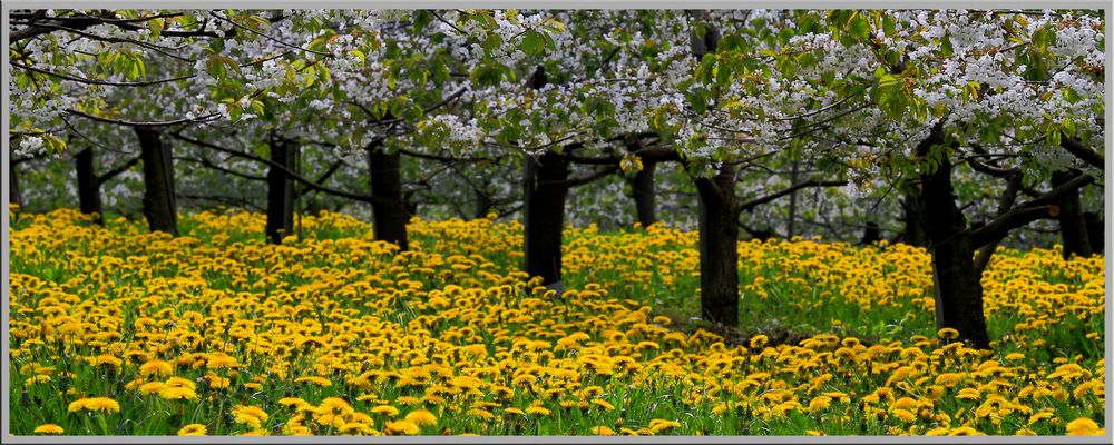 Obstbaumblüte und Löwenzahnblüte III