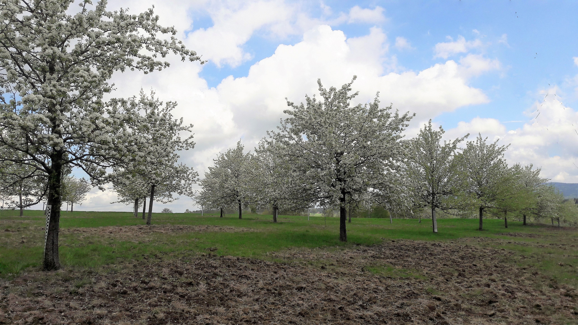 Obstbaumblüte vom 30.4.2019