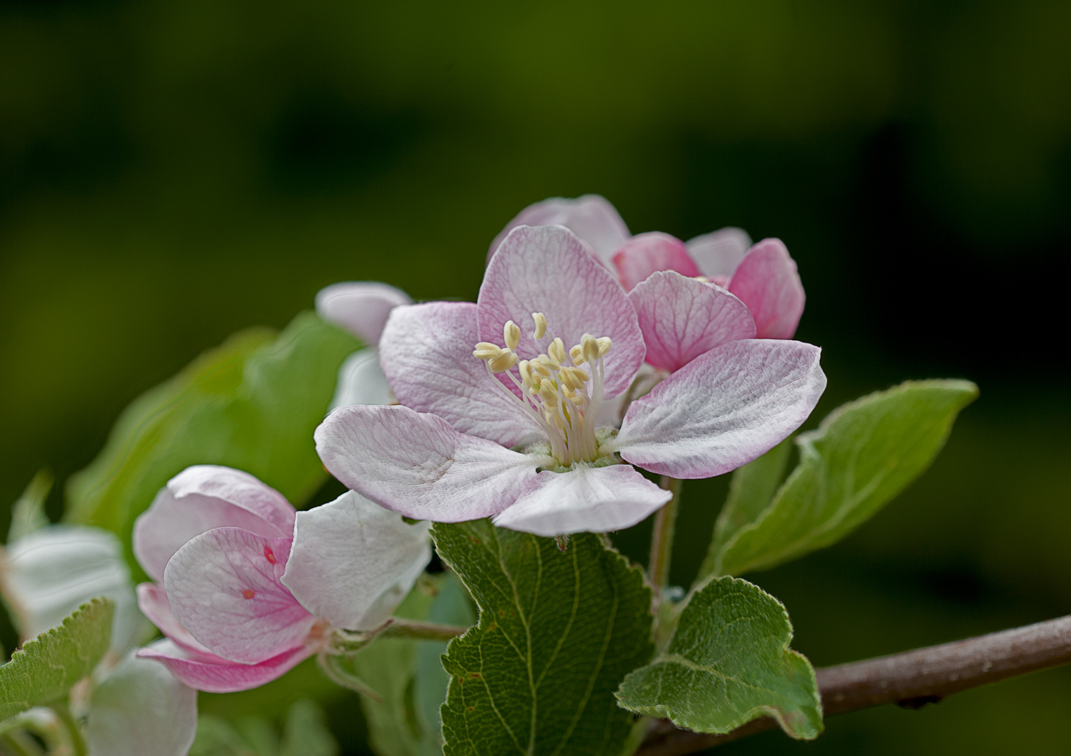 Obstbaumblüte_1