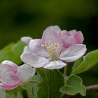 Obstbaumblüte_1