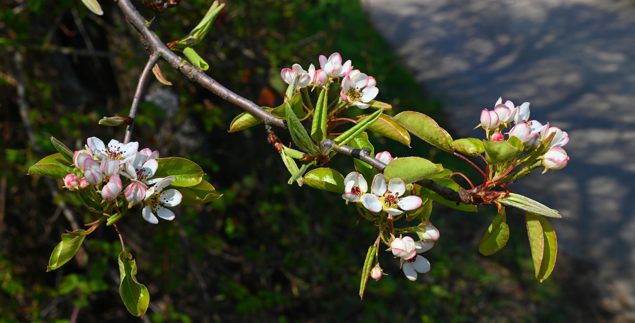 Obstbaumblüten