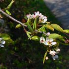 Obstbaumblüten