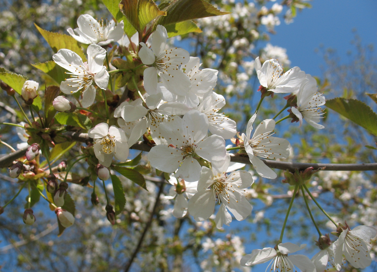 Obstbaumblüten 2