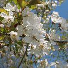 Obstbaumblüten 2