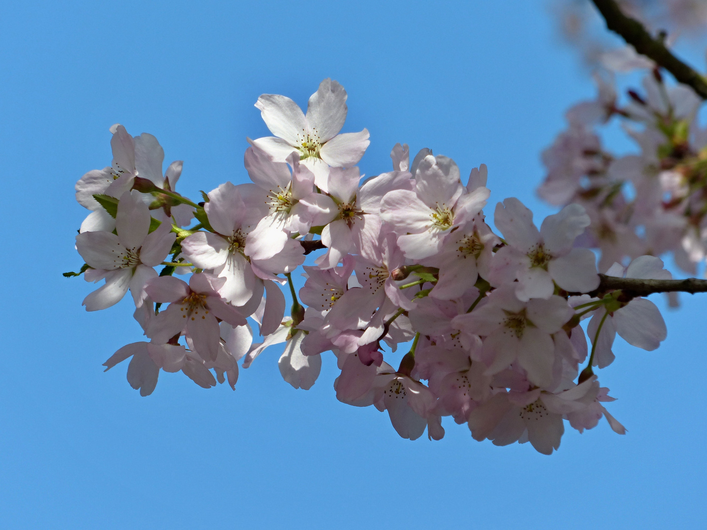 Obstbaumblüten