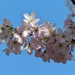 Obstbaumblüten