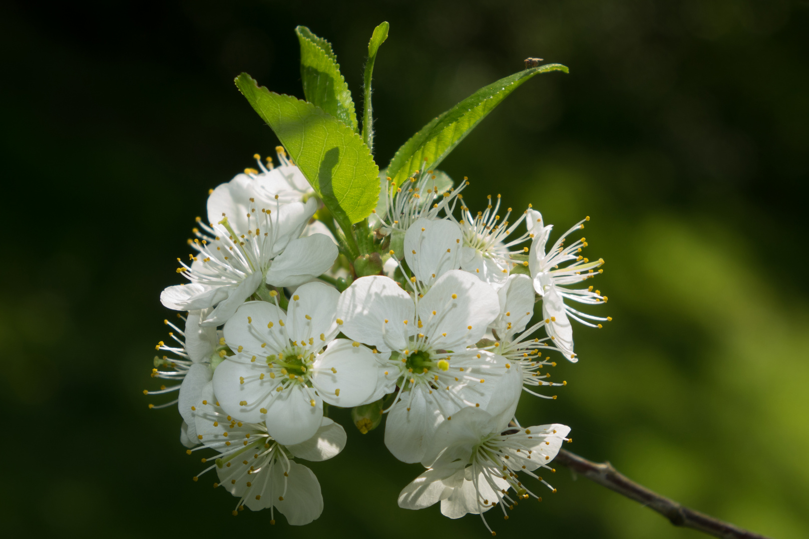 Obstbaumblüten 