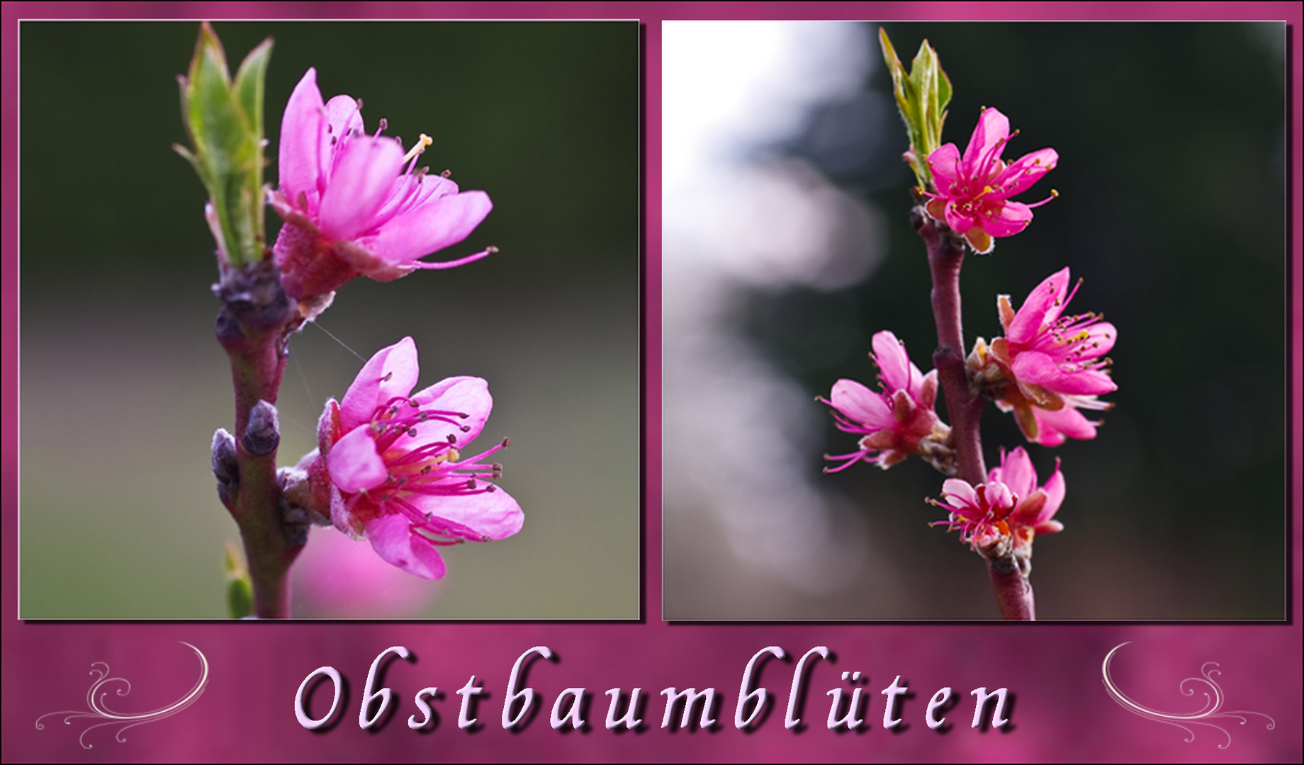 Obstbaumblüten