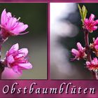 Obstbaumblüten