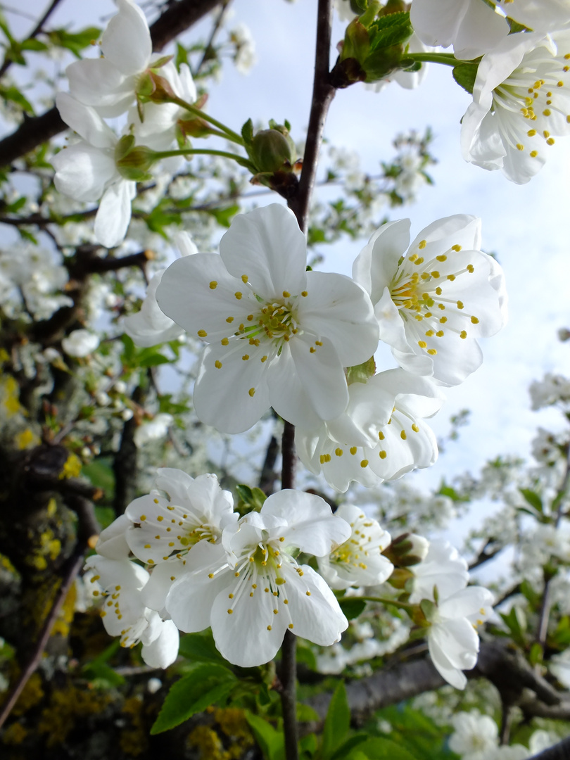 Obstbaumblüten