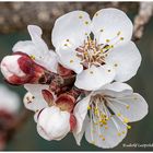 Obstbaumblüten