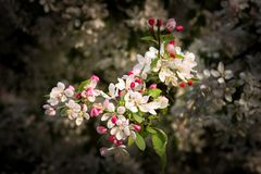 Obstbaumblüten in der Gruga