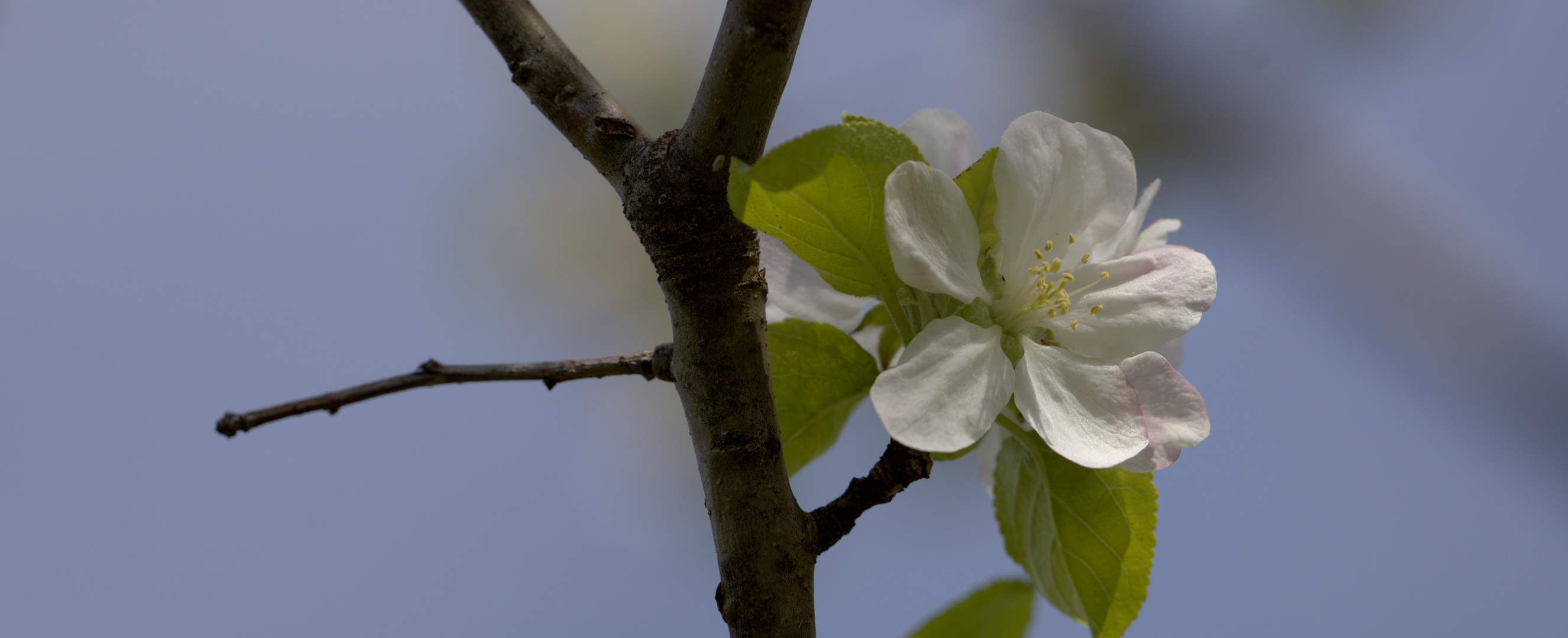 Obstbaumblüten Panorama