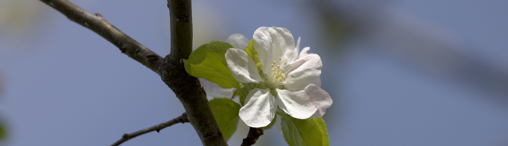 Obstbaumblüten Panorama