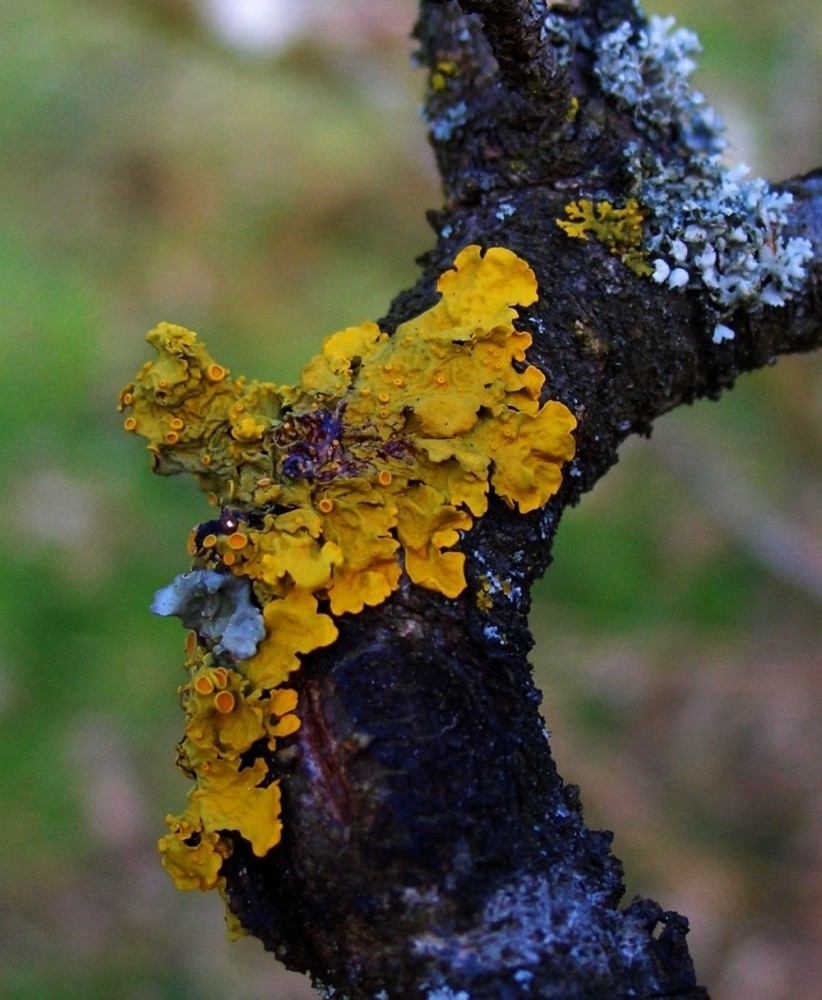 Obstbaumflechte in der Blüte