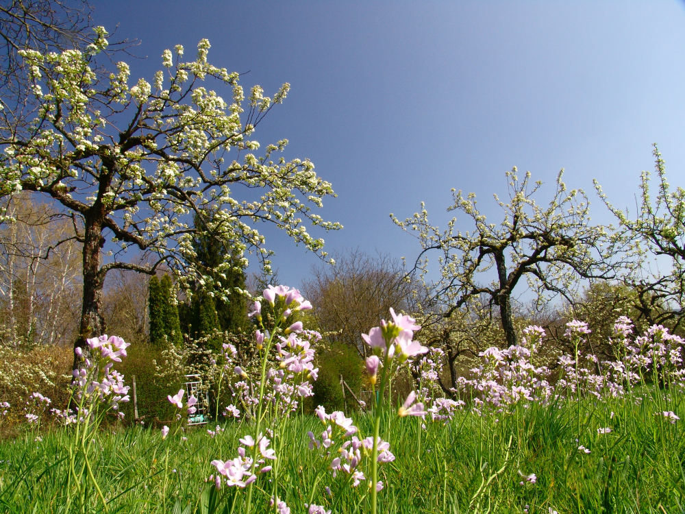 ObstbaumGarten