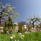 ObstbaumGarten