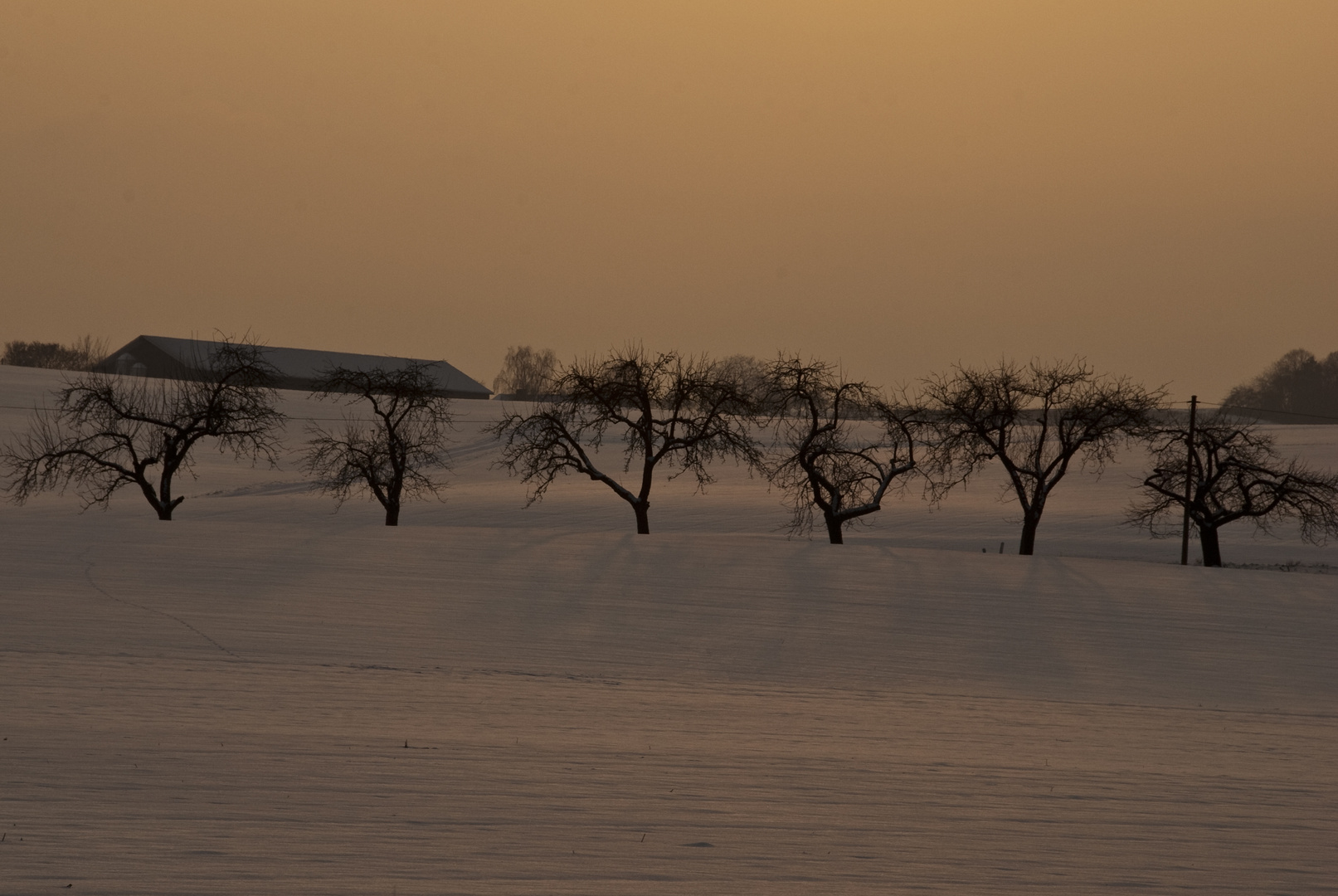 Obstbaumgruppe im Winterabendlicht.