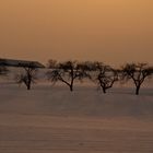 Obstbaumgruppe im Winterabendlicht.