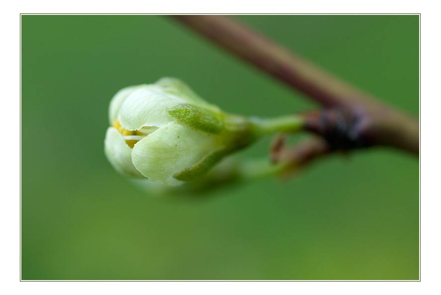 Obstbaumknospen V