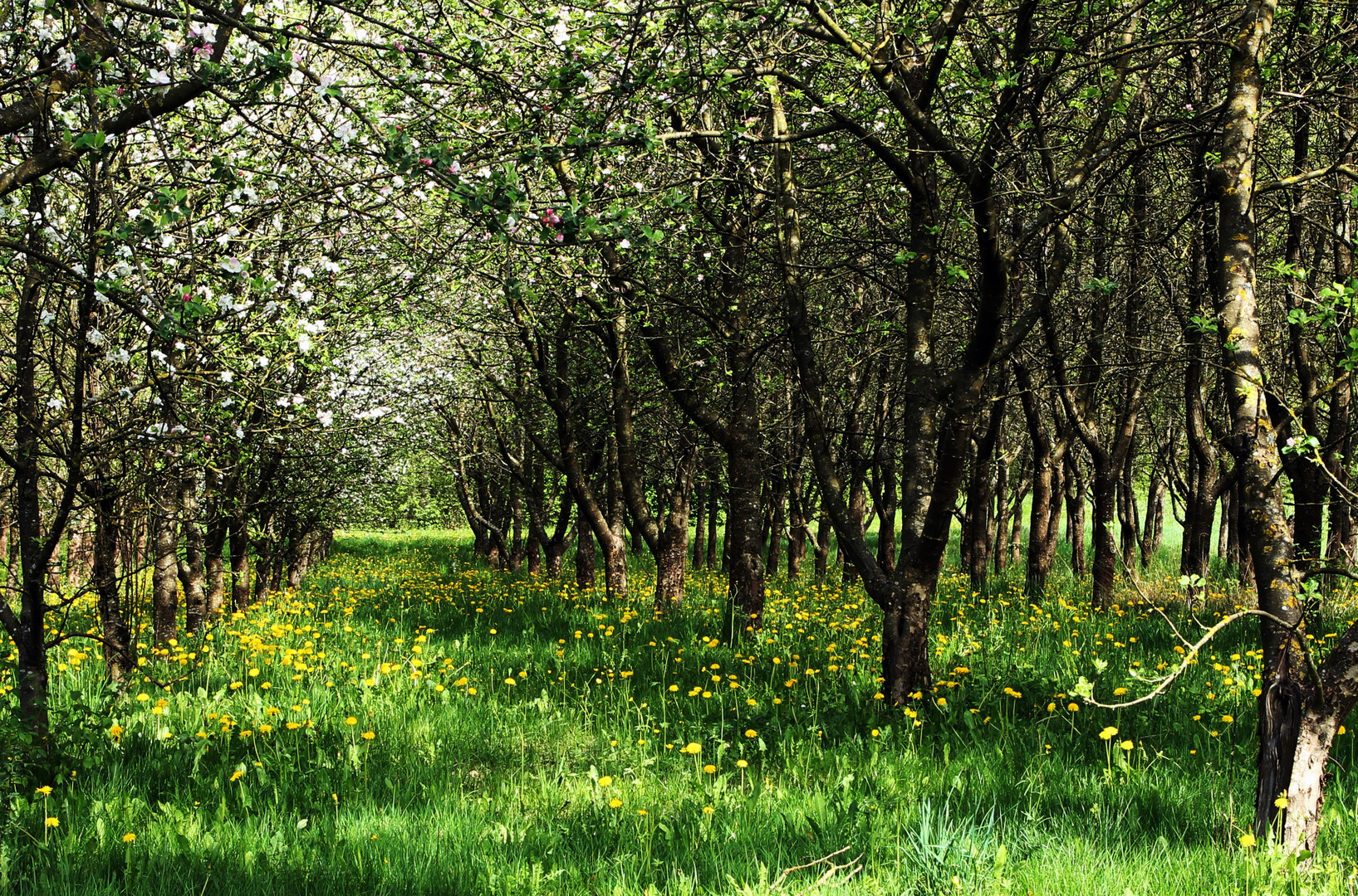 Obstbaumplantage