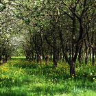 Obstbaumplantage