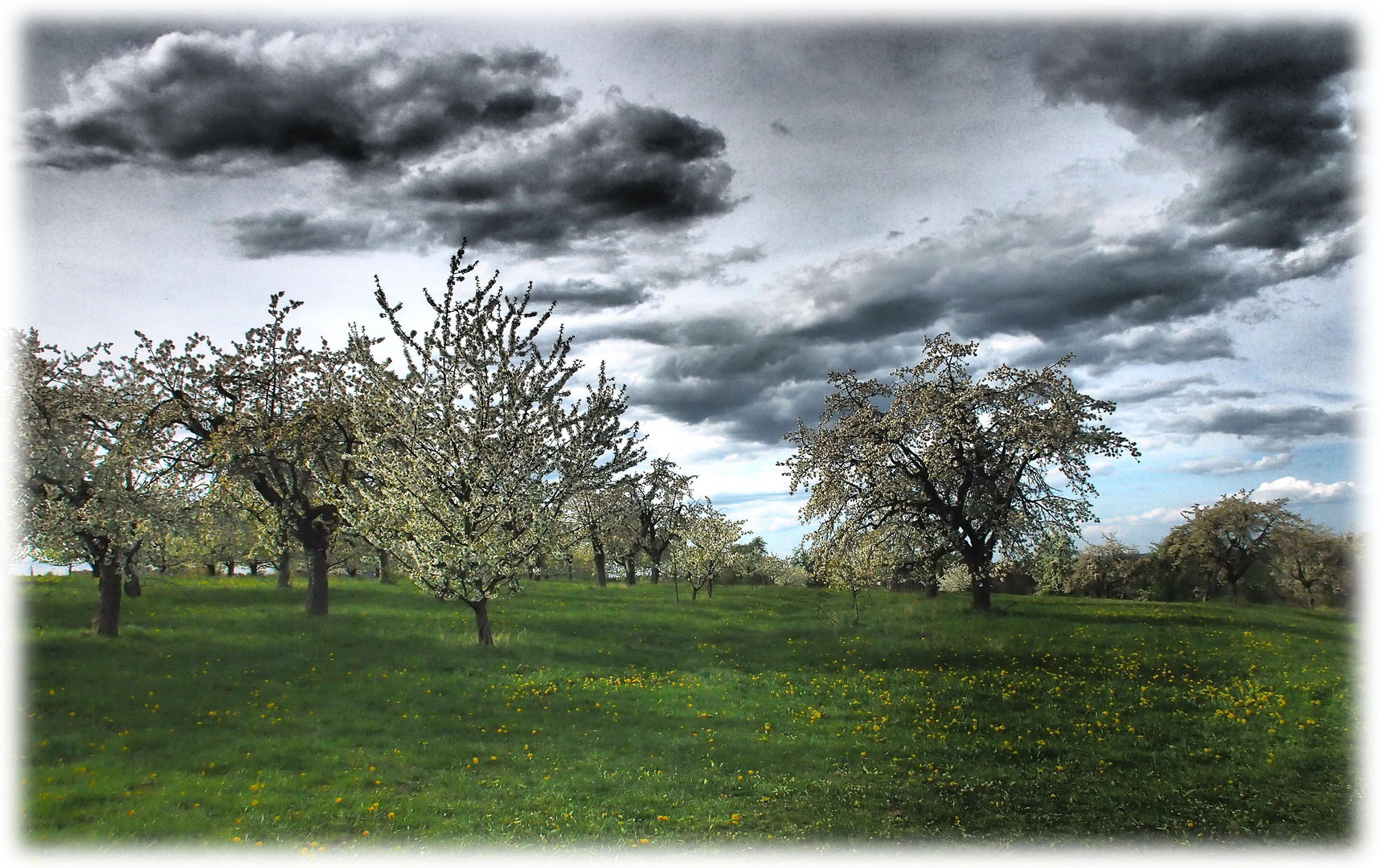 Obstbaumplantage